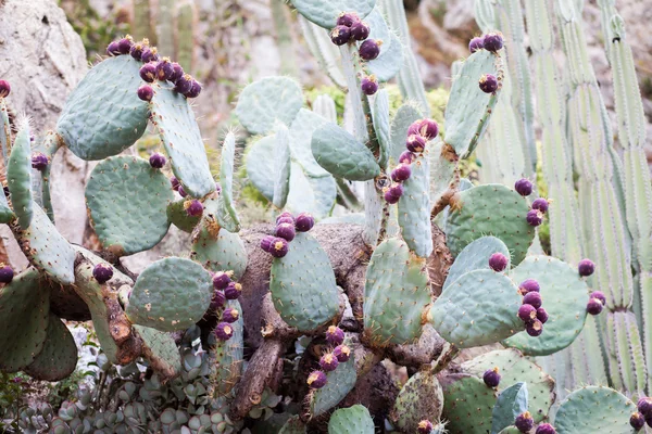 Tipo de cactus, flor exótica — Foto de Stock