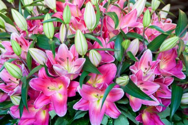 Pembe lilyum buketi beyaz arka plan, yeşil yapraklarda