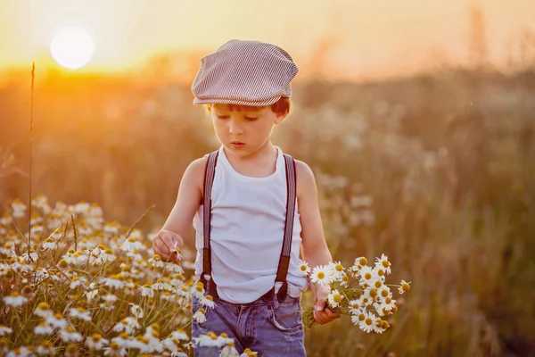 Hermoso niño en el campo de margaritas al atardecer —  Fotos de Stock