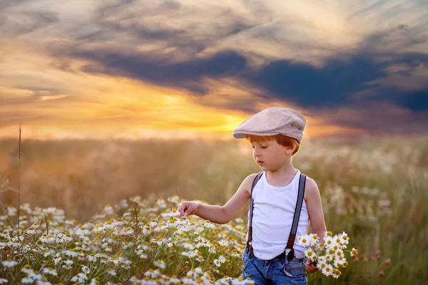 Hermoso niño en el campo de margaritas al atardecer —  Fotos de Stock