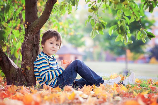 Menino pequeno, comendo maçã à tarde — Fotografia de Stock