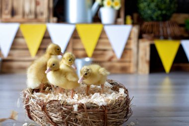 Güzel anaokulu çocuğu, çocuk, evde ördek yavrularıyla oynuyor, stüdyo çekimi.