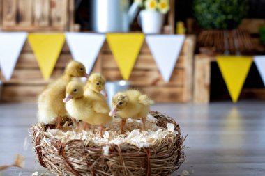 Güzel anaokulu çocuğu, çocuk, evde ördek yavrularıyla oynuyor, stüdyo çekimi.