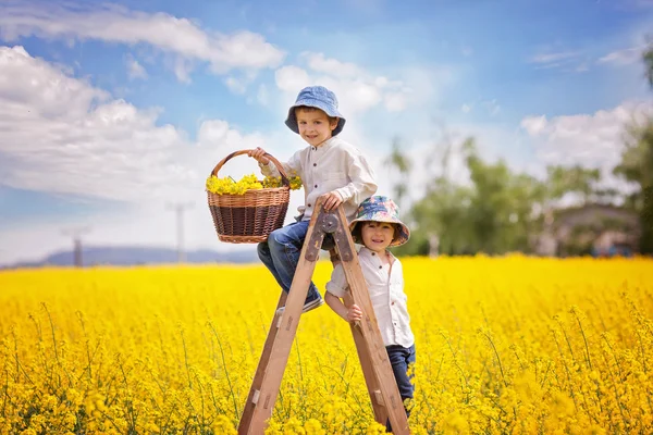 Boldog kis fiúk, ül egy fa létrát sárga repce Balázs — Stock Fotó