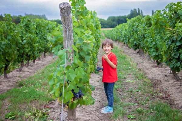 Lindo niño riendo, corriendo en un hermoso patio de vid de verano —  Fotos de Stock