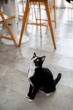 Siyah beyaz bir kedi yavrusu asadan sallanan bir oyuncağa bakıyor ya da bir kafeye ya da oturma odasına yapışıyor. Sahibi ile oynamak, Alaycı Oyuncaklar, Hayvan Kafesi.