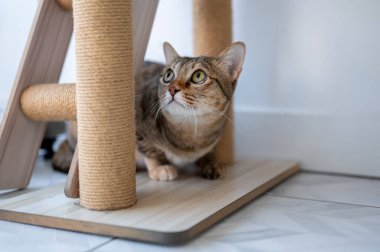 Uskumru tekir kedinin bir odada ağaçtan yapılmış bir kazıma direğinin dibinde çömelmesini kapatın. Hayvan Sahibi, Hayvan Bakımı, Mobilyalar.