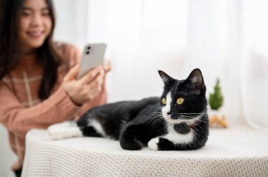 Oturma odasında ya da kafede yatan siyah beyaz ve kürklü kedinin telefonuyla fotoğraf çeken Asyalı kadın. Hayvan Sahibi, Boş Zaman, Yalnız Rahatlamak.