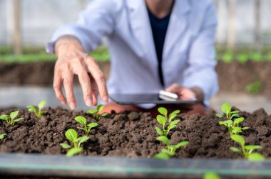 Kapalı kapılar ardında elinde tablet olan tarımsal bilim adamı sera çiftliğinde filizlenen bitkileri araştırıyor. Örnekleme testi, hasat tarımı, tarım teknisyeni..