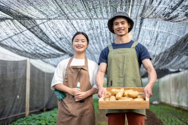 Asyalı çiftçi elinde ahşap sandıkla serada organik patatesleri gösteren genç bir kadın tutuyor. Hasat, tarla işleri, tarım hayatı..