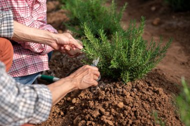 Sera çiftliğinde çalışırken kareli gömlekli çiftçiyi kapatır, bitki budarız. Hasat, tarla işleri, tarım hayatı..
