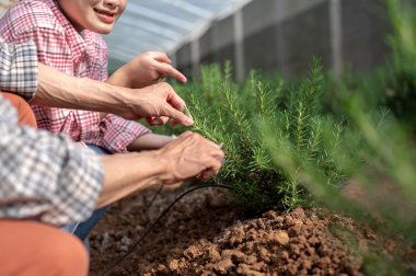 Kapalı tişörtlü çiftçi kadın budamayı öğretiyor ve sera çiftliğinde çalışıyor. Hasat, tarla işleri, tarım hayatı..
