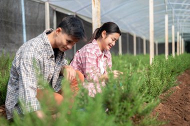 Kareli gömlekli Asyalı çiftçi ve genç kadın sera çiftliğinde çalışırken bitki yetiştiriyorlar. Hasat, tarla işleri, tarım hayatı..