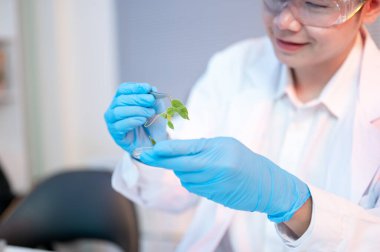 Laboratuvar odasındaki petri kabında bitki numunesi bulunan forsepsleri tutan bilim adamının ellerine yakın çekim. Sağlık Bilimi, Kimyasal Deney, Modern Teknoloji.