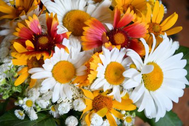 Güzel çiçek açan papatya çiçekleri yeşil yapraklar beyaz kırmızı sarı renkler doğal bahçe yakın plan makro arka plan