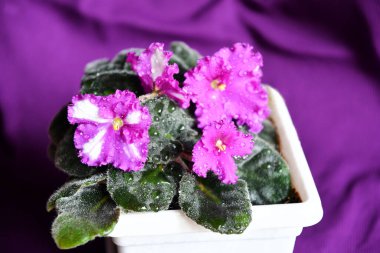 Güzel açan taze menekşeler yeşil yapraklar mor beyaz renkler kapalı su makro menekşe arkaplan damlaları