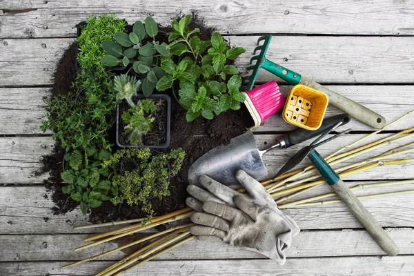 Hierbas secas en botellas y herramientas de jardinería Imagen De Stock