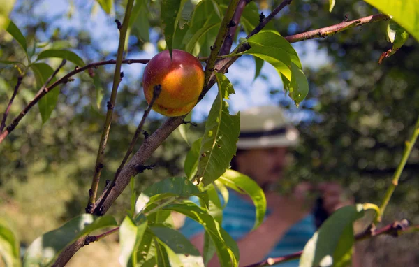 Jardinier travaillant avec des arbres fruitiers — Photo
