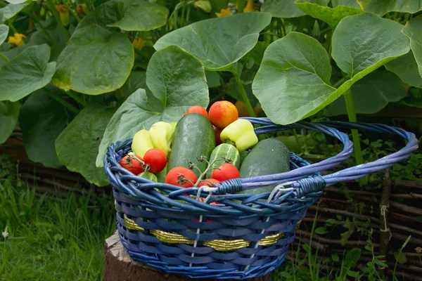 Bakset de légumes bleus — Photo