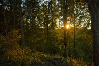 Günbatımı Orman ağaçları