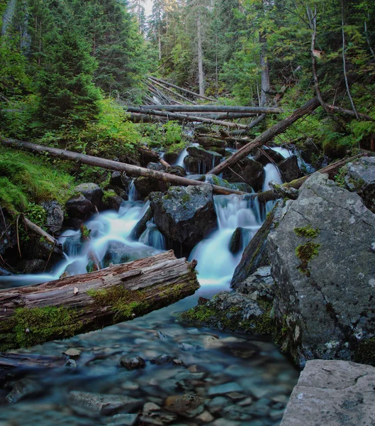 Flusso forestale con boschi alla deriva — Foto Stock