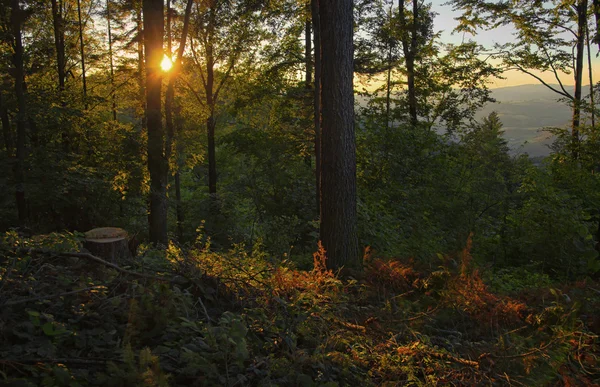 Alberi della foresta del tramonto — Foto Stock