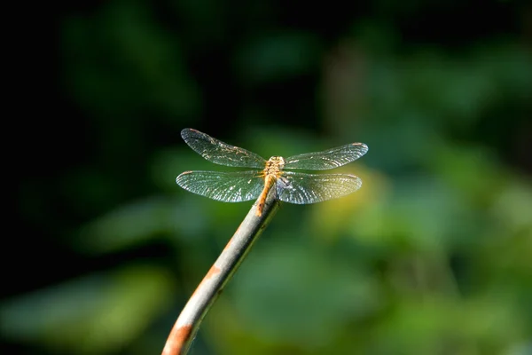 ड्रैगनफली — स्टॉक फ़ोटो, इमेज