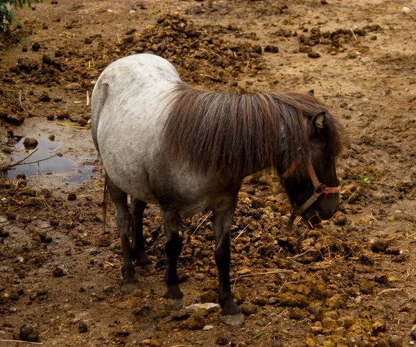 Merrieveulen — Stockfoto