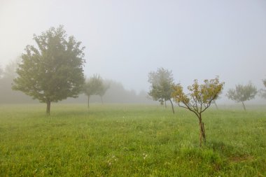Misty Meadow ağaçta