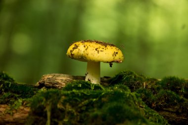 Moss üzerinde mantar