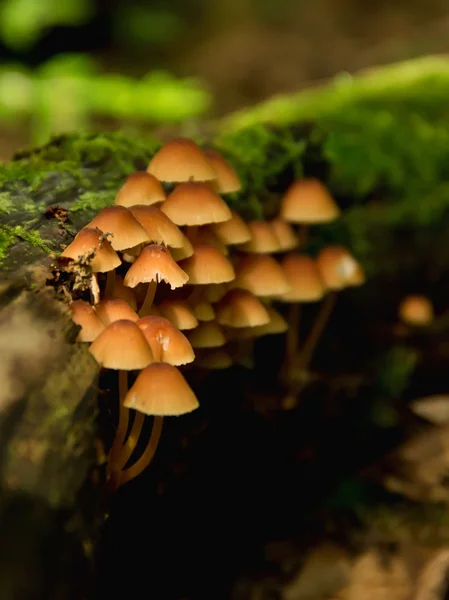 蘑菇在 moss 上 — 图库照片