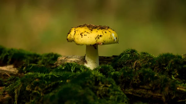 Mushroom — Stock Photo, Image