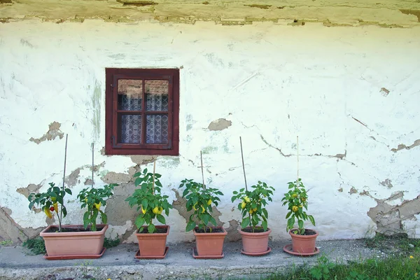 Piante di pepe — Foto Stock