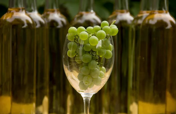 Vin glas med grapevine — Stockfoto