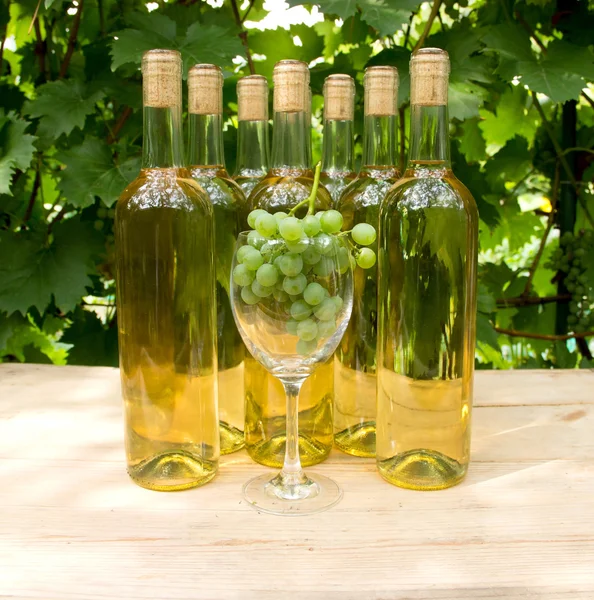 Vine Glass with Grapevine — Stock Photo, Image