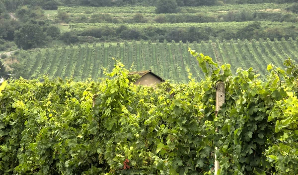 Vinhedos verdes com casa velha — Fotografia de Stock