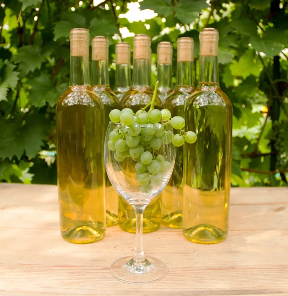 Vin glas med grapevine — Stockfoto