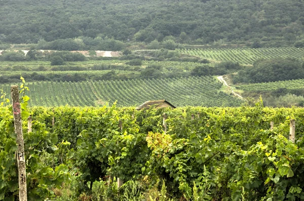 Vineyards — Stock Photo, Image