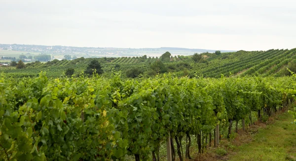 Vineyards — Stock Photo, Image