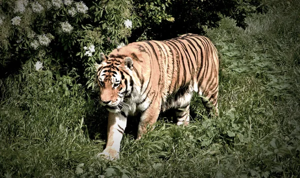 Tigre caminha na selva — Fotografia de Stock