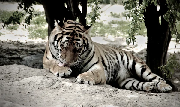 Tigre está lambendo sua pata dianteira — Fotografia de Stock