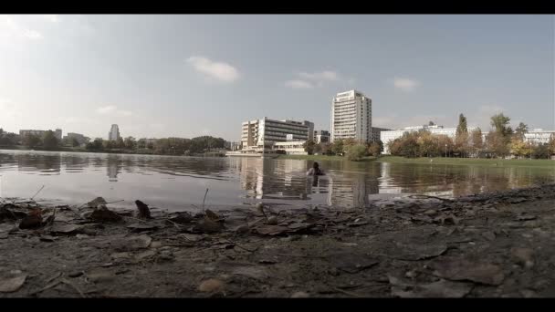 Vista del suelo de los patos en el lago — Vídeo de stock