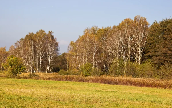Birch Trees in Autumn — Stock Photo, Image