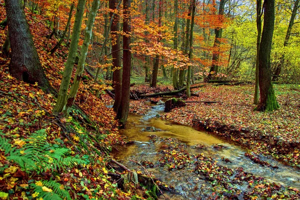 Herbstwald mit Laub und Bach — Stockfoto