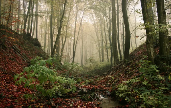 Туманні осінній ліс — стокове фото