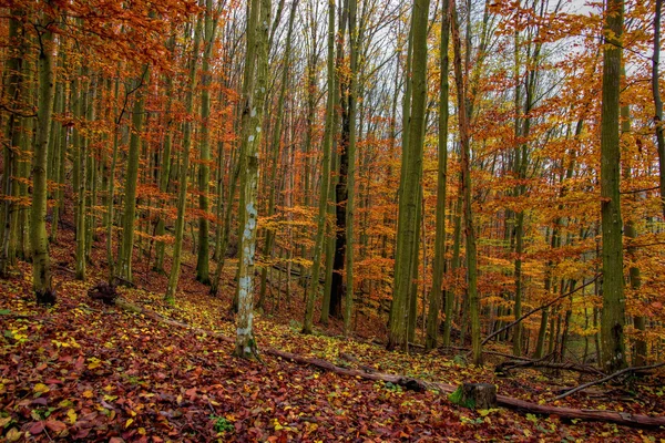 Podzimní Les s listy — Stock fotografie