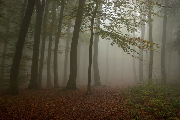 Morning Fog in Autumn Forest