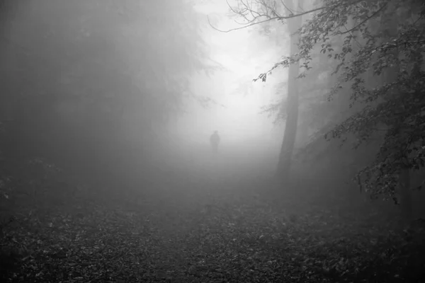Persona en Misty Forest — Foto de Stock