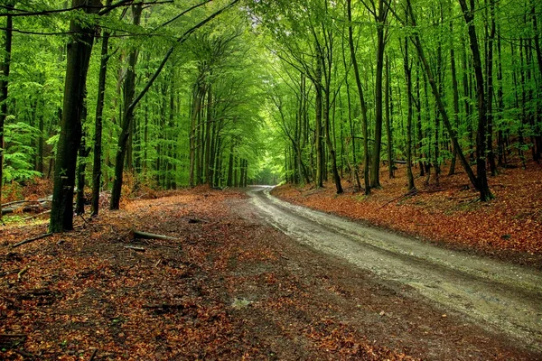 Strada attraverso la foresta — Foto Stock