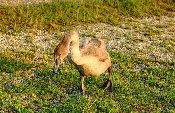 Cisne pequeño — Foto de Stock